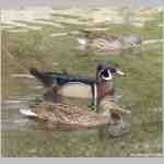 zvirata23.jpg